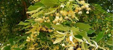 İSTANBULLU “IHLAMUR” DEDİ