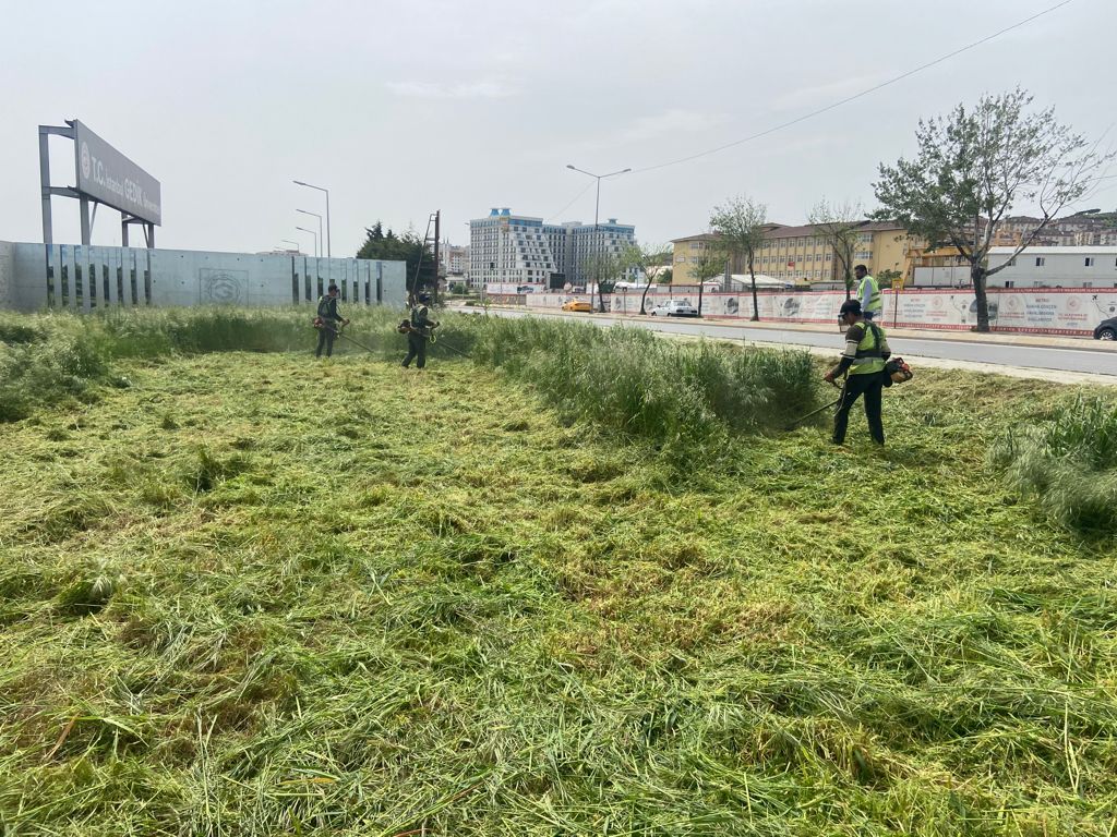 Yabani ot temizliği sürüyor